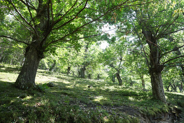 Rural Landscape in the early Morning in the Ardeche, France