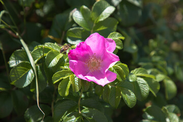 Wild pink rose on the borders of Fleetwood beach, Lancashire, UK