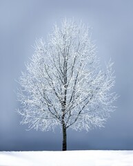 tree in snow