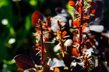 Decorative berberis thunbergii with red leaves