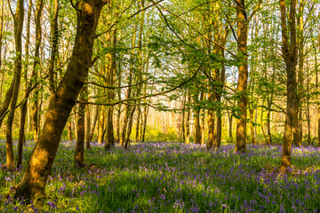 Jacinthe des bois ou Jacinthe sauvage (Hyacinthoides non-scripta) en forêt