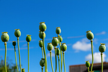 Opium poppy is growing on the background of blue sky. Drug-containing prohibited plants