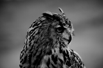 Retrato de un búho real
