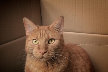 Close-up of a ginger cat looking funny out of a cardboard box.