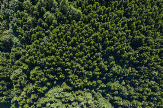 Skole Beskids National Nature Park. Closeup view from drone on forest, mountain. Wallpaper, texture, background © Ruslan