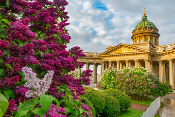 Business card of Saint Petersburg. Cities of Russia. Kazan Cathedral in St. Petersburg and blooming lilac. Lilac blossom on Nevsky Prospekt. Summer travel in Russia.