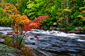 The river rapid in a public park with an autumn leaf color.
