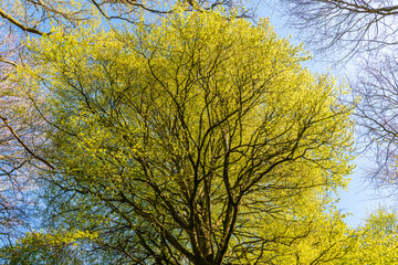 Hêtre centenaire en forêt de Crécy