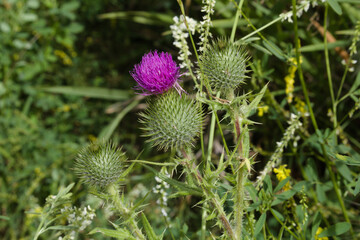 Rocky Mountain thistle closeup