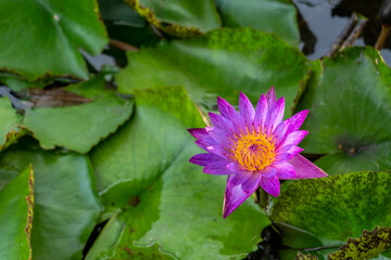 A close up of beautiful purple waterlily (Nymphaea) or lotus flower with evening light in the pond for text or decorative artwork.