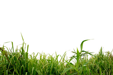 A long green grass isolated on white background.