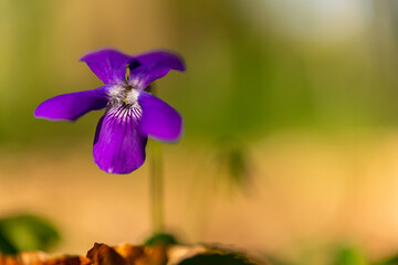 Violette des bois (Violette de Reichenbach, Viola reichenbachiana)
