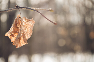 Lonely dry orange leaf on a branch
