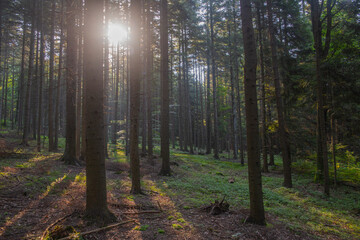 Radiant sunrise in forest, morning sun shines through trees