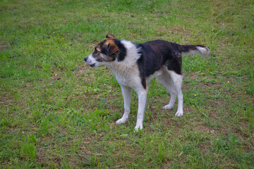 Portrait of a young purebred dog walking on a green lawn.