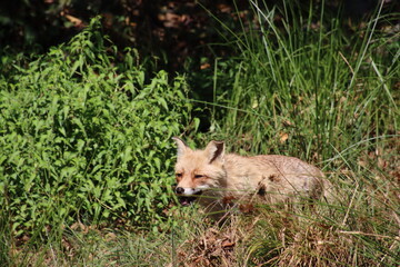 renard roux