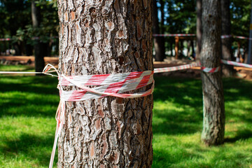 In the park a tree is wrapped in a white red fence with a close-up ribbon in the background of an empty bike path, danger, no passage, you can't go for the tape,