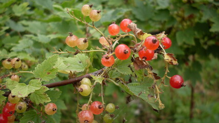 red currant bush