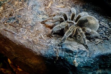 The Spider