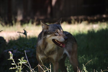 Naklejka premium loup