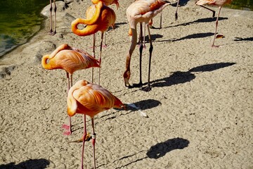 Pink Flamingos