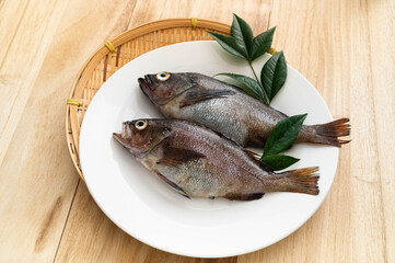 エゾメバル　ガヤ