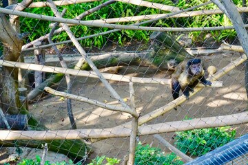 Caged Monkey