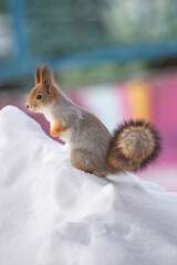 A squirrel sits in snow in a park.