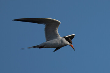 Forster's tern about to dive into the San Francisco Bay