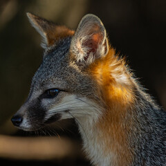 Gray fox, seen in the wild in North California