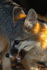 Gray fox, seen in the wild in North California