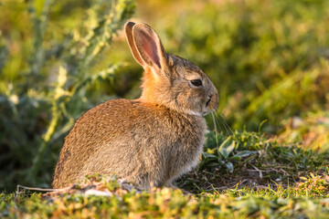 Lapin de garenne ou Lapin commun (Oryctolagus cuniculus)