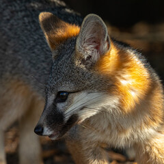 Gray fox, seen in the wild in North California
