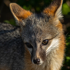Gray fox, seen in the wild in North California