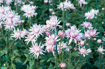 Pink chrysanthemum in green leaves. Bush of autumn chrysanthemums. Garden plants, growing flowers.