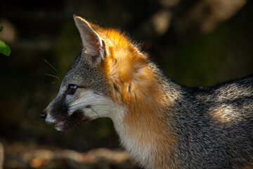 Gray fox, seen in the wild in North California