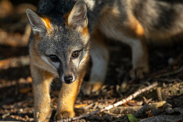 Gray fox, seen in the wild in North California