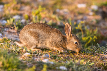 Lapin de garenne ou Lapin commun (Oryctolagus cuniculus)