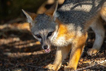 Naklejka na ściany i meble Gray fox, seen in the wild in North California