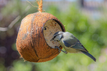 Parus caeruleus, young blue tit sits on a hollowed-out coconut filled with bird food and fat