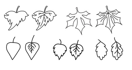 Set of elements of the autumn season. Black line drawings of various leaves. Leaves-outline and leaves with veins. Use for fall design and decoration. Vector. All elements isolate on white background