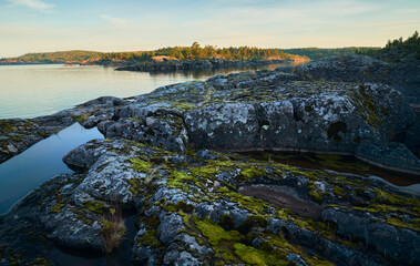 Sunset on a rocky shore. Pine forest in the background.