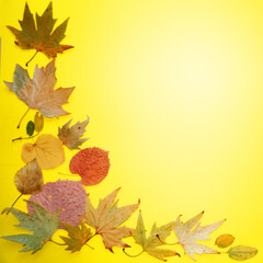 autumn leaves on a yellow background, copy space, mockup blank