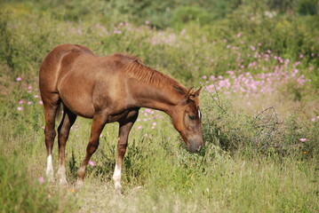 foal on the meadow