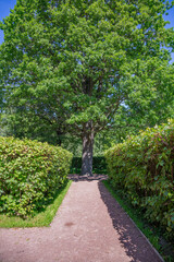 A path for pedestrians to walk in a modern green city park in the summer daytime