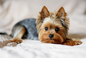 Cute dog photography, yorkshire terrier photo