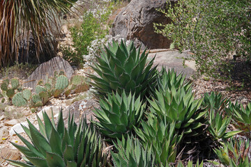 Palm and Cactus plants in the California desert highlands