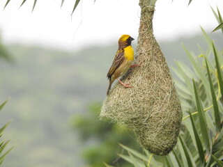 Proud baya weaver bird with its creation. 