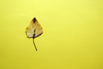 one yellow autumn leaf on a yellow background, copy space