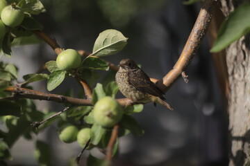 bird on a branch